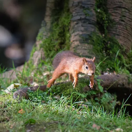 Little Apple Cottage- Free Parking, Hot Tub, Fire, Town Centre